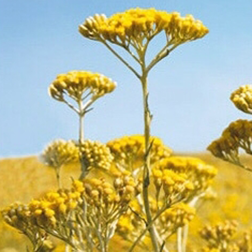 에버래스팅(everlasting) 3% 희석 에센셜오일 10ml - Helichrisum angustifolium immortelle 이모르뗄 이모텔